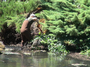 A1 Superior landscaping clears brush in Coffee Creek (1)