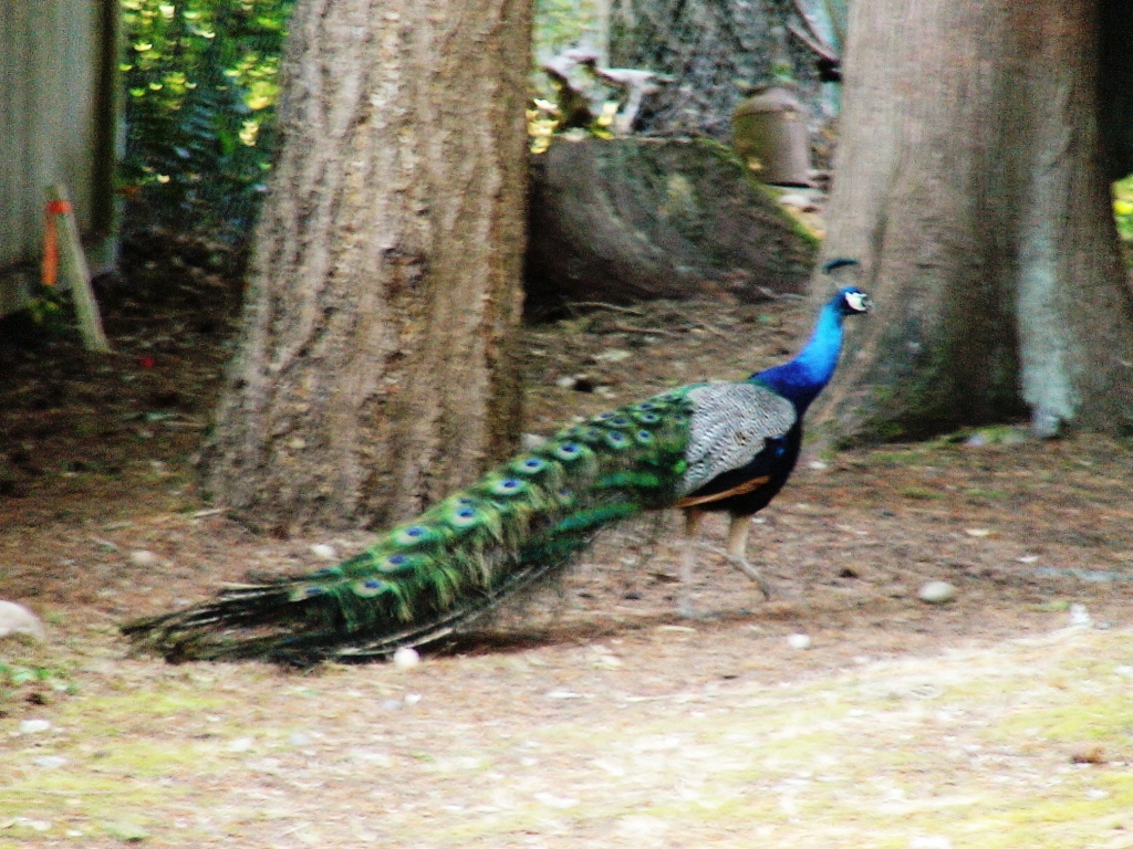 our resident peacock1